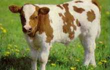 Устоновленно что кражу теленка в пос. Лосево совершили жители пос. Маяковское