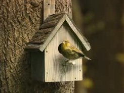 Открытый конкурс «День скворца»
