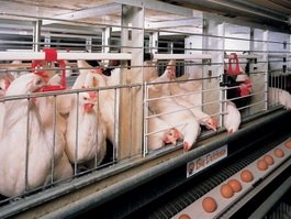 «Продуктам питания» пока не удалось получить кредит на строительство птицефабрики в Гусеве
