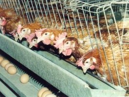 Компания ООО "Продукты питания" построит в Гусевском районе птицефабрику