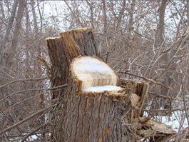 В Гусеве задержали мужчину рубившего деревья из-за бедности