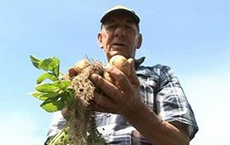 На востоке области начали копать молодую картошку