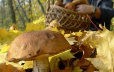 Вчера спасатели вывели из Майского леса двоих «любителей тихой охоты»