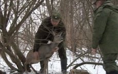 Жители Гусевского района спасли косулю Марусю
