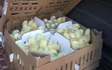 Жители Гусевского района  начали заниматься разведением кур