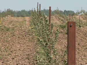 На стимулирование садоводства в Калининградской области заложили 30 миллионов рублей