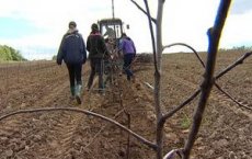 В Гусевском районе заложили большой яблоневый сад