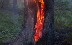 Пожарно-спасательные подразделения ликвидировали пожар в Гусеве, горело придорожное дерево