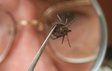 С начала эпидсезона в Гусевском районе зафиксировано 85 случаев присасывания клещей