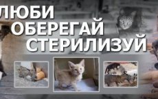 Международное общество по защите животных проведёт в Гусеве бесплатную акцию по кастрации и стерилизации собак