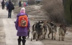 Жители Калининградской области жалуются на «собачьи свадьбы»