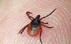 В Гусевском районе зафиксирован первый случай присасывания клеща