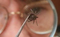 За неделю в Гусевском районе зафиксировано 8 случаев укусов клещами