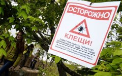 В Гусевском городском округе сократили обработку территорий от клещей