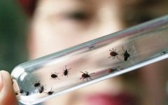 За минувшую неделю 7 жителей Гусевского района пострадали от укусов клещей