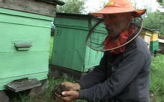 ГТРК «Калининград»: В Гусевском районе отмечена массовая гибель пчёл