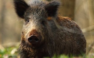 Под Гусевом задержали браконьера с разделанной тушей кабана