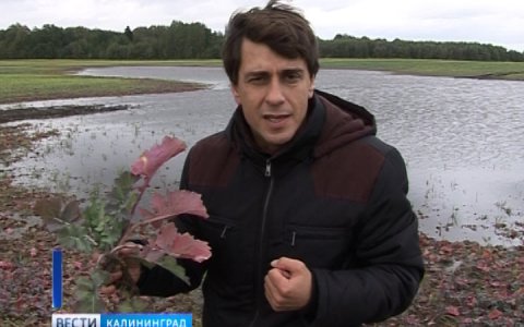 В регионе объявляют режим чрезвычайной ситуации. Какие убытки несут аграрии?