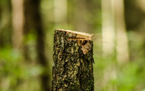 На бывшего замминистра экологии завели уголовное дело за служебный подлог при вырубках на Виштынце