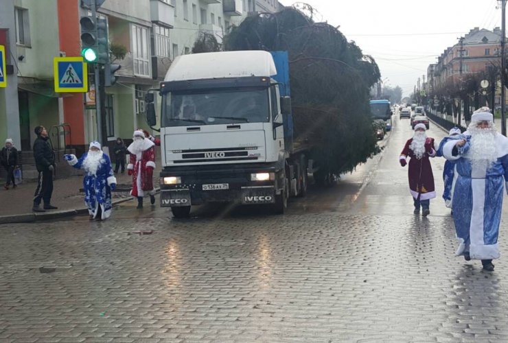 Главный символ Нового года - красавица ель прибыла в Гусев