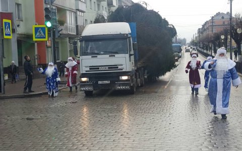 Главный символ Нового года - красавица ель прибыла в Гусев