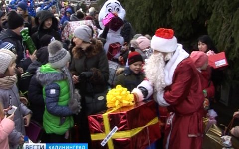 В Гусеве установят одну из самых больших в ёлок в стране