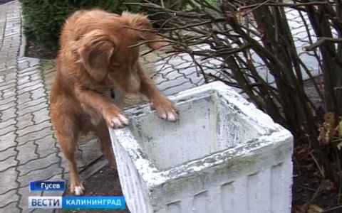 В Гусеве пёс Квентин напоминает людям, что мусор нужно бросать в урну, а не мимо