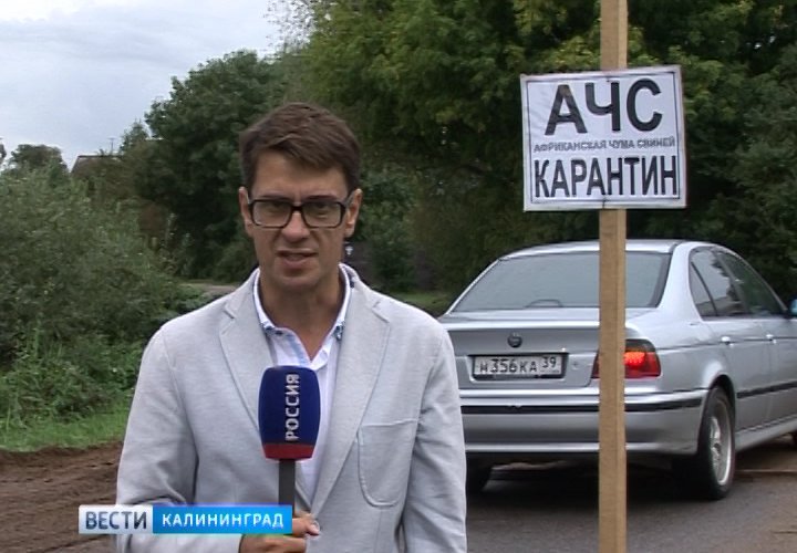 «ГТРК «Калининград»: на востоке Калининградской области вспышка АЧС