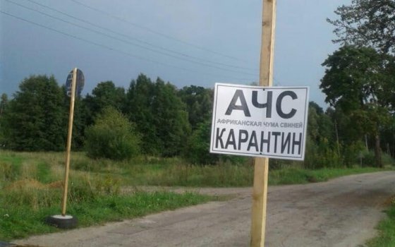 Вирус африканской чумы обнаружен в поселке Маяковское