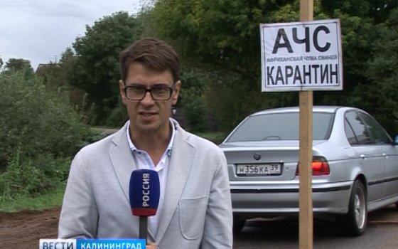 «ГТРК «Калининград»: на востоке Калининградской области вспышка АЧС