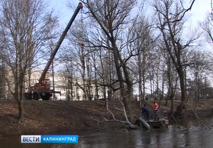 Жители Гусева винят бобров в сползании променада в реку