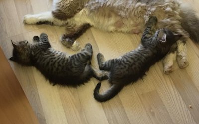 Животные и Растения