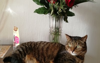 Животные и Растения