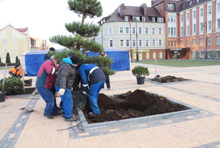 Сотрудники МБУ «Чистота» высадили на городской площади зелёные насаждения