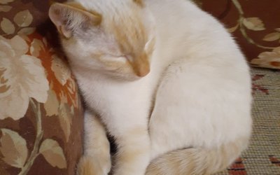 Животные и Растения