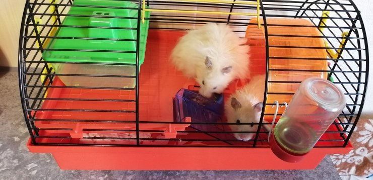 Животные и Растения