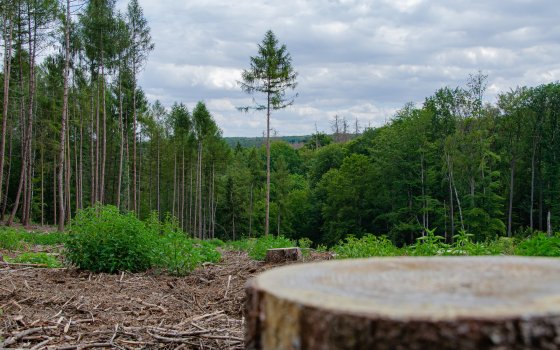 Жителю Гусева грозит 5 лет лишения свободы за спил сухостоя
