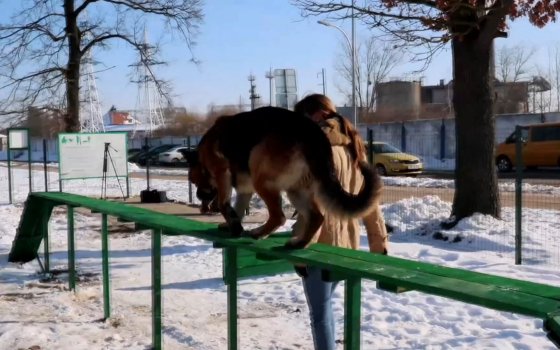 В Гусеве открылась первая в округе площадка для выгула животных