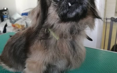 Животные и Растения