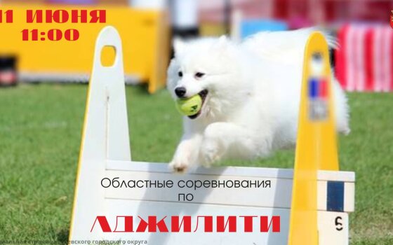 11 июня на территории ФОКа пройдут областные соревнования по аджилити