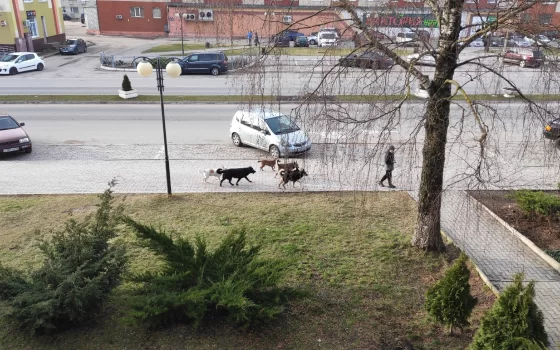 В Гусеве собака напала на ребенка, вцепившись ему в спину