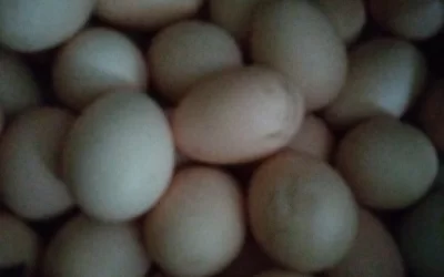 Для дома и дачи