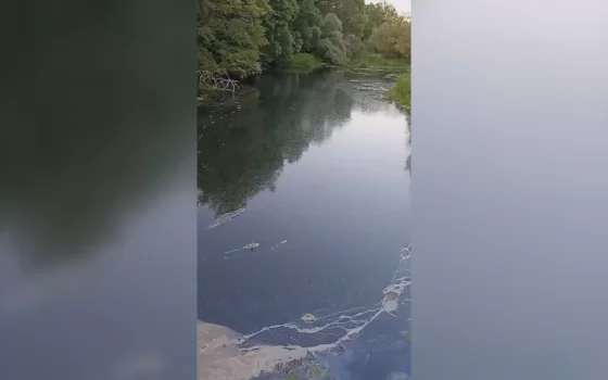 Причиной гибели рыбы в Писсе могла стать нехватка кислорода