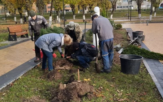 В Гусеве высаживают декоративные многолетние растения