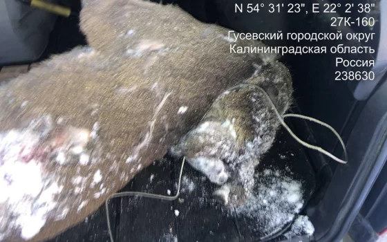 Жителя Гусевского района задержали с незаконно добытой косулей