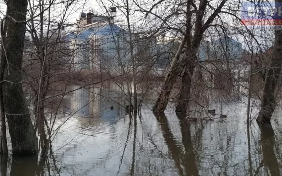 В Гусеве раздолье для водоплавающих