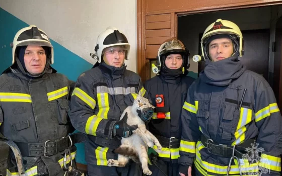 В Гусеве сотрудники МЧС спасли упавшего в вентиляционную шахту кота