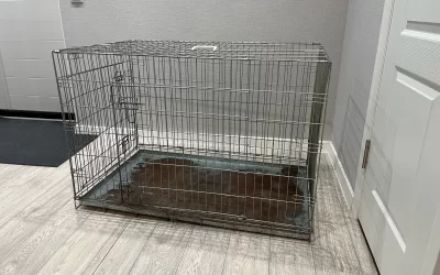 Животные и Растения