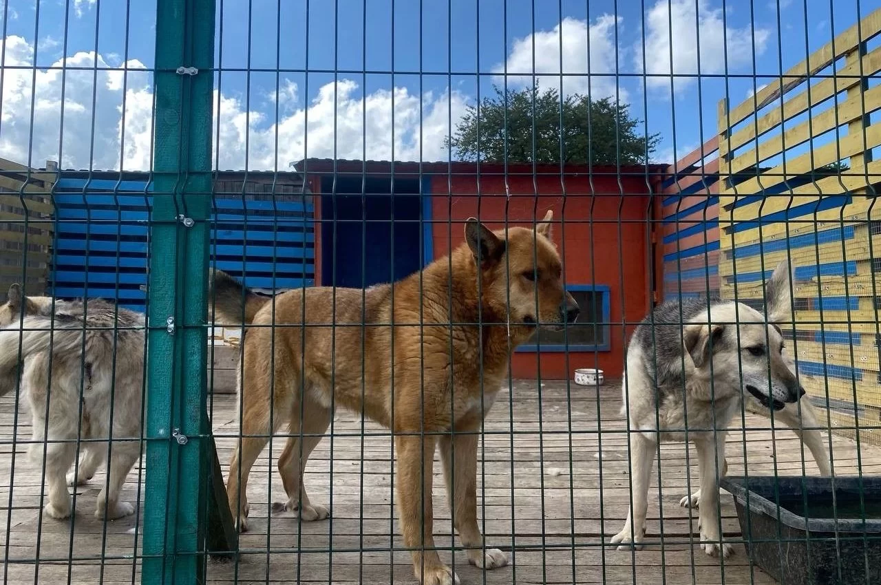 В Гусеве собрали 135 килограммов корма для приюта бездомных животных