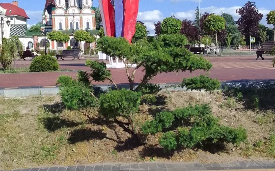 Коллекция подстриженных декоративных кустарников в Гусеве пополнилась несколькими экземплярами